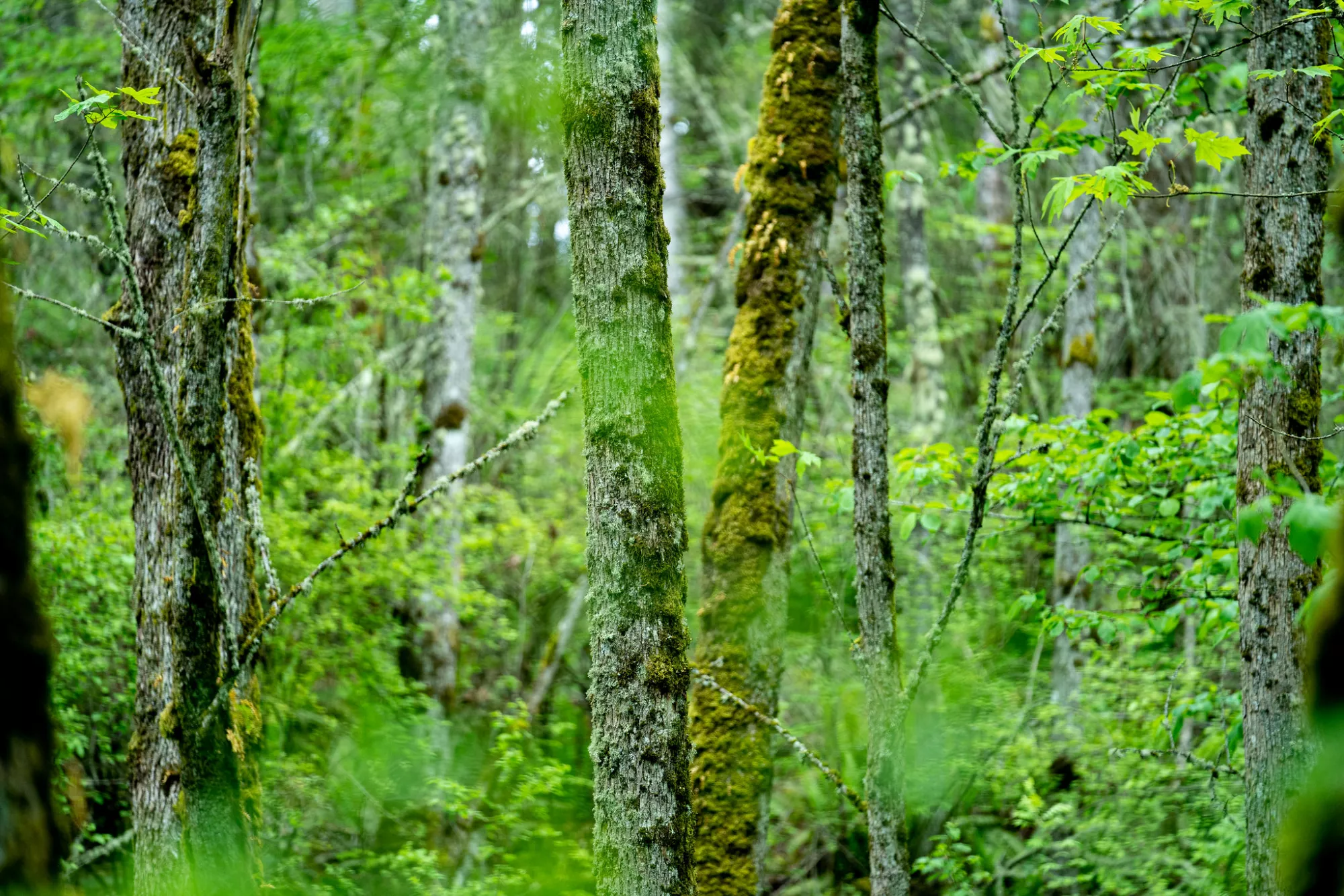 A forest with ferns and trees