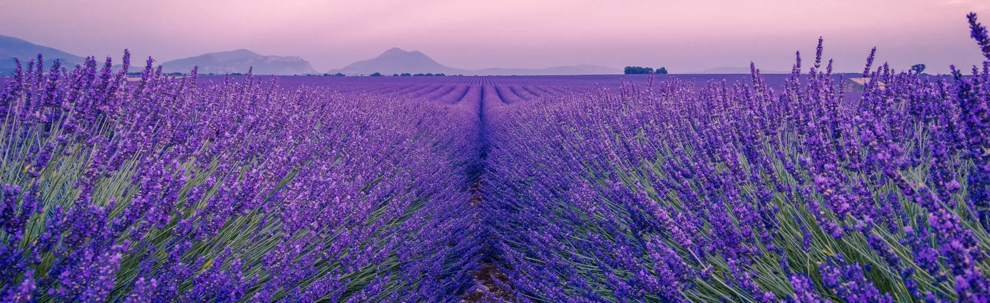 French lavender fields at sunset