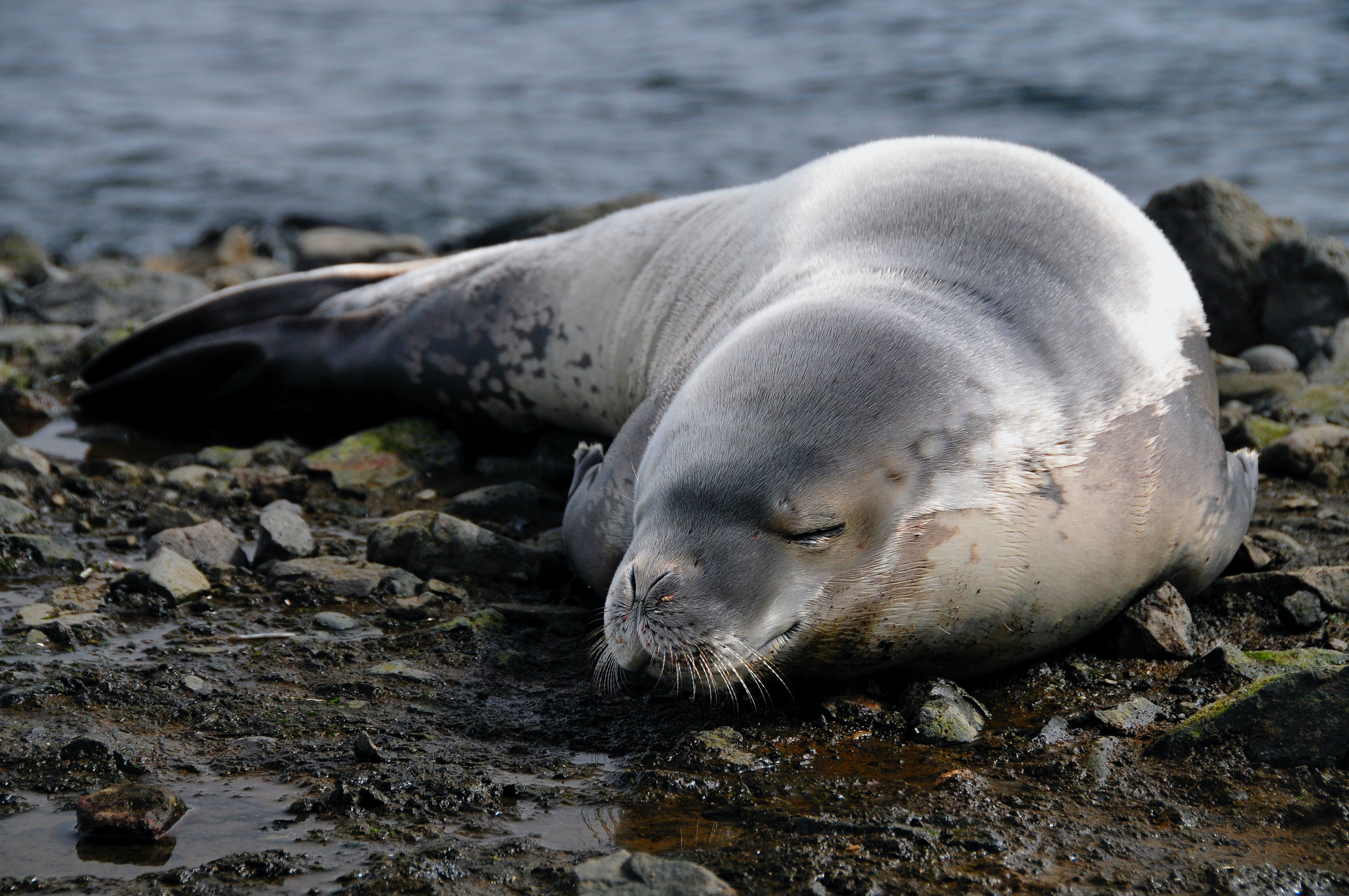 Seal lounging on the beach