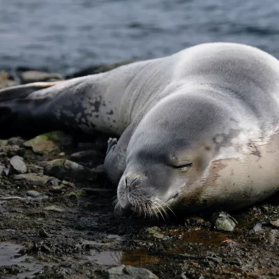 Seal lounging on the beach