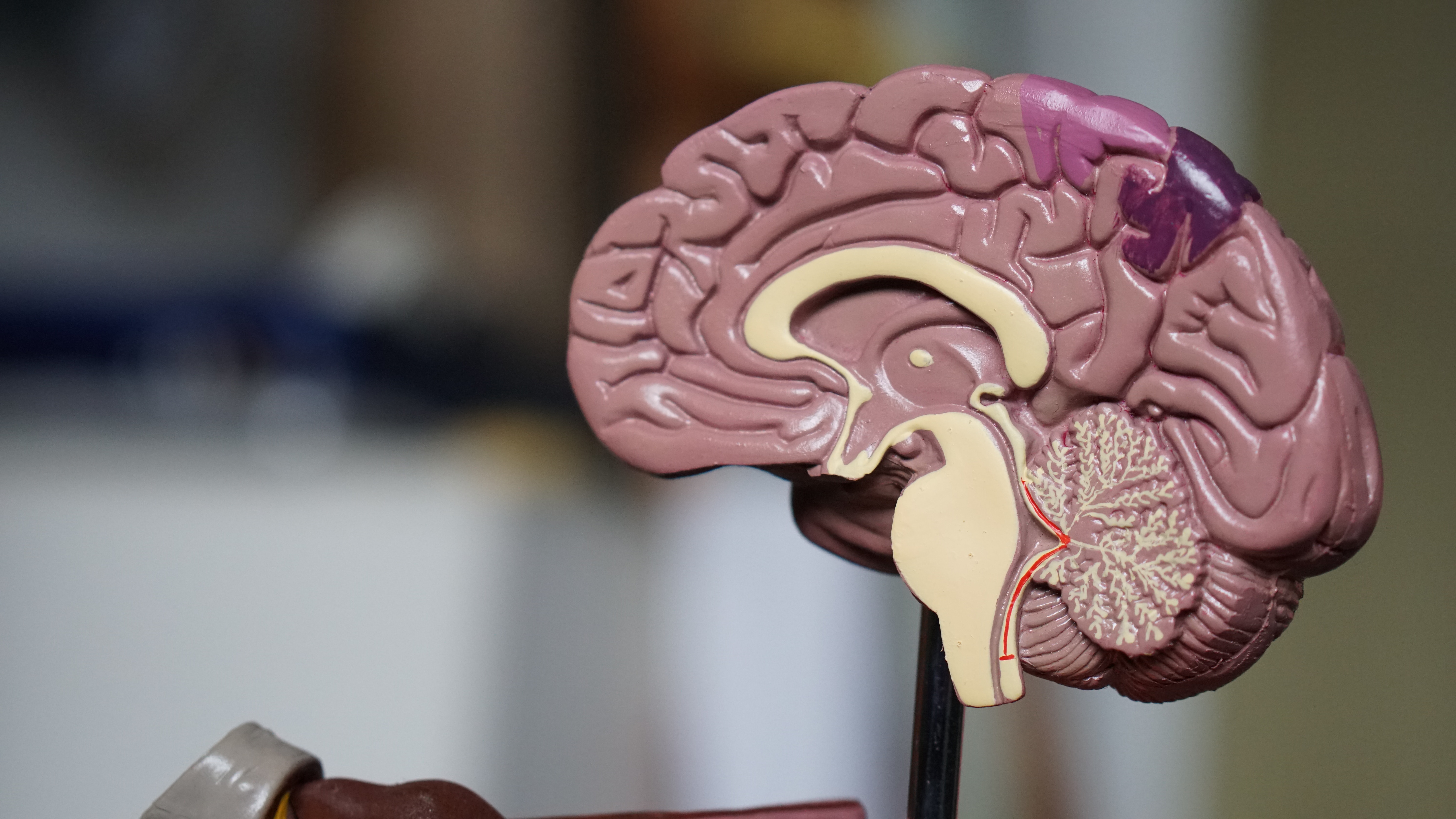 Plastic model showing a cross section of a brain