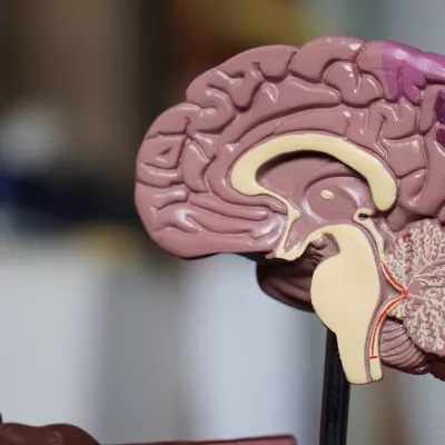 Plastic model showing a cross section of a brain