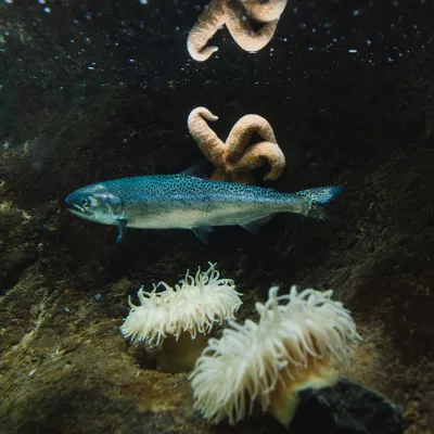 A small coho salmon swims in a tank at the Poulsbo Marine Science Center with fluffy white anemones and a pale orange starfish.