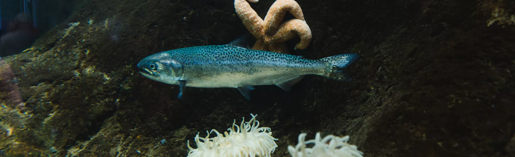 A small coho salmon swims in a tank at the Poulsbo Marine Science Center with fluffy white anemones and a pale orange starfish. 