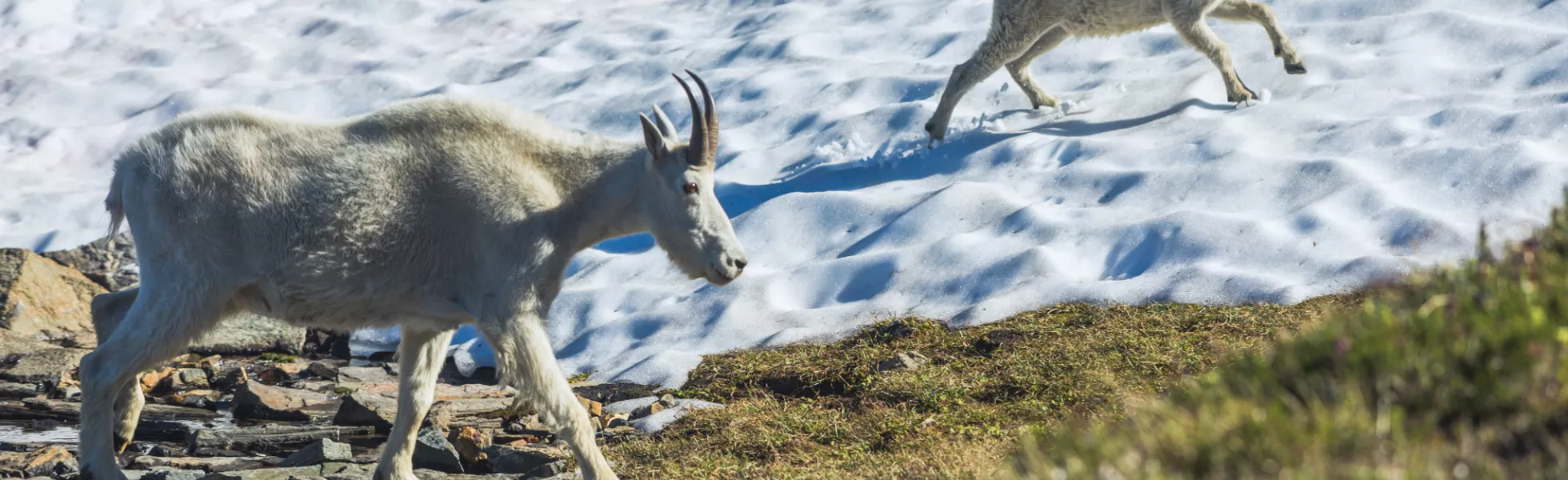 Mountain goats relocated by Western Washington alumni and faculty from Olympic National Park to their new home in the Northern Cascades.