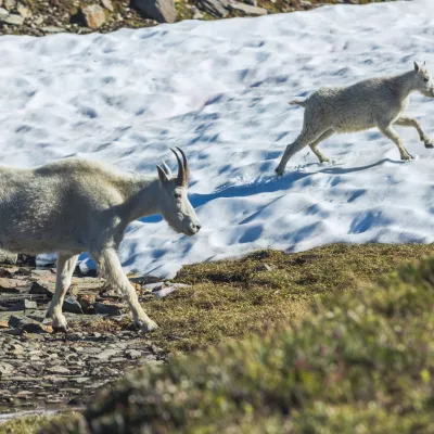 Mountain goats relocated by Western Washington alumni and faculty from Olympic National Park to their new home in the Northern Cascades.