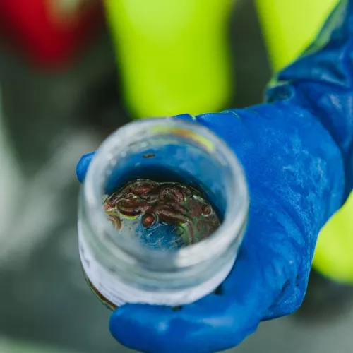A researcher wearing blue gloves holds a container of various organisms.
