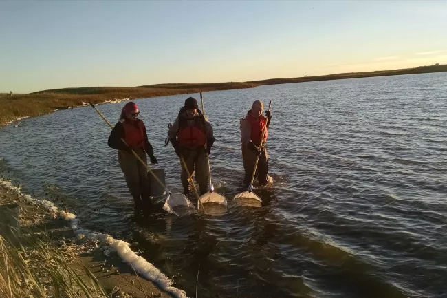 Three researchers wade in shallow water, using nets attached to long poles to collect samples.  They wear orange life vests.  A calm lake and grassy shore are visible.