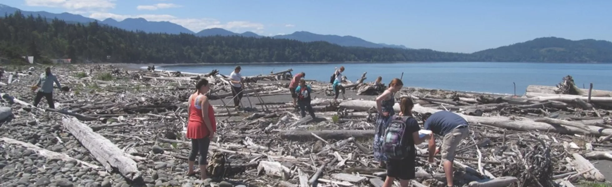 Students examining driftwood washed up on the shore.