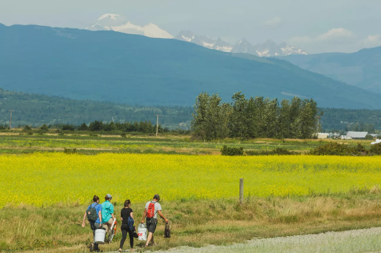 Students walk along a road and a field doing eelgrass Research at Padilla Bay.