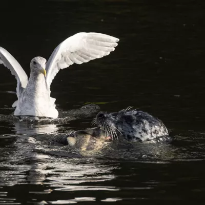 Harbor seal and Mew gull in the Squalicum Creek during salmon spawning season.