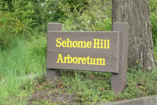 Wooden sign reading 'Sehome Hill Arboretum' surrounded by greenery and a tree.